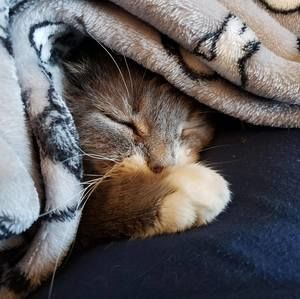 Meet your Posher, Roxann